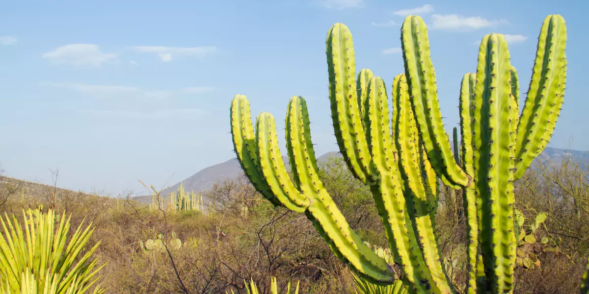cactus tree, america