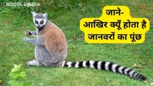 जाने- आखिर क्यूँ होता है जानवरों का पूंछ