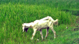 Goat_